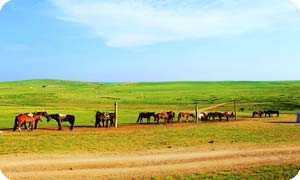 Inner Mongolia Private Tour