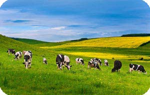 Hohhot Tour Package