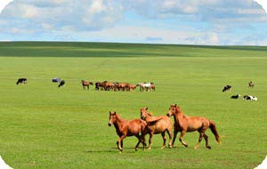 Inner Mongolia Horse Riding