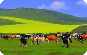 Beijing to Inner Mongolia Tour